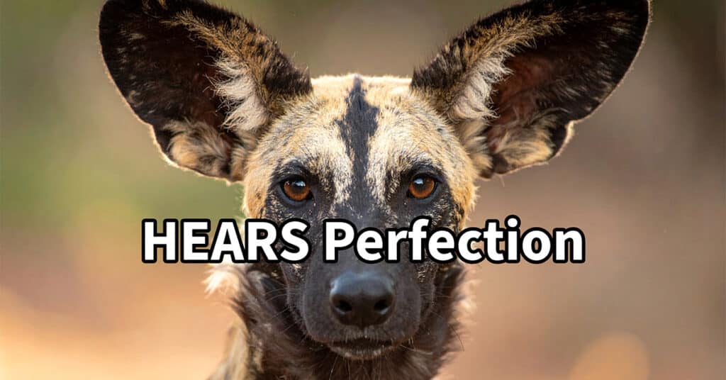 HEARS Perfection featured image