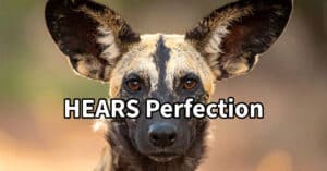 HEARS Perfection featured image